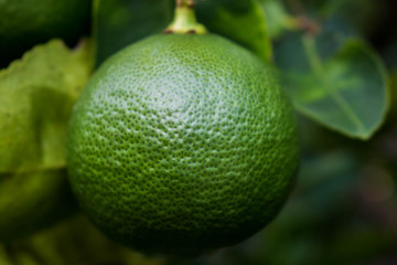 Lemon.