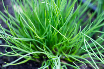 Background with abstract green grass bush growing in the park.