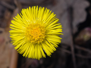 Flower in early spring, blooming coltsfoot, tussilago farfara, macro with bokeh background selective focus, shallow DOF