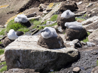 Black-browed Albatross, Thalassarche melanophrist, chicks on the domed nests, Sounders Island, Falkland Islands / Malvinas