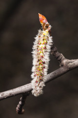 Obraz premium Kotki Aspen na gałęzi z makro w tle bokeh, selektywne focus, płytkie DOF