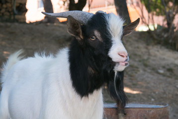 Primo piano del becco o caprone