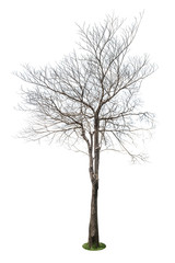 Single old and leafless tree isolated on white background