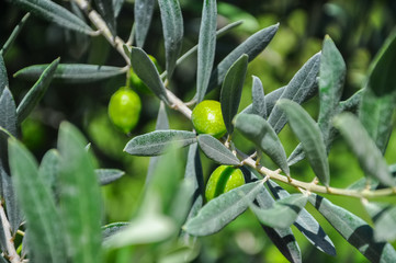 Close up of olive brunch with green olives in the sunny daytime