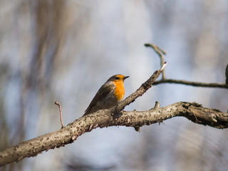 European Robin, Erithacus rubecula, bird on branch close-up portrait, selective focus, shallow DOF