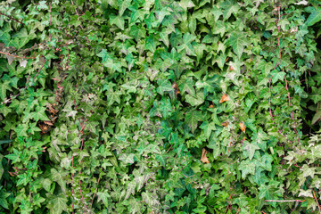 Old stone wall overgrown with ivy