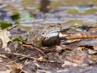 European grass frog or Rana temporaria male in breeding colors close-up portrait, selective focus, shallow DOF
