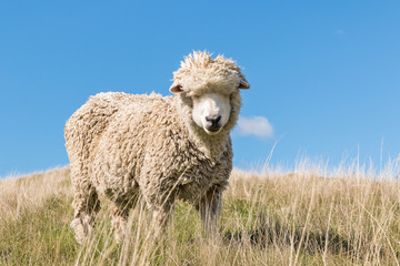 closeup of merino sheep against blue sky 