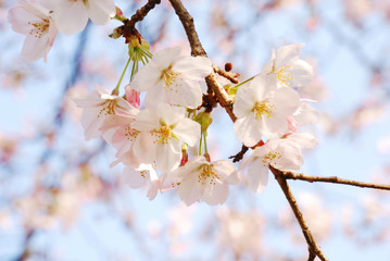 桜