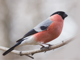 Red-colored Male of Eurasian Bullfinch, Pyrrhula pyrrhula, close-up portrait on branch with bokeh...
