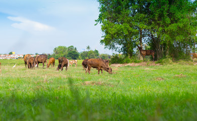 Fototapeta na wymiar Cows grazing on farm with green field in good weather day