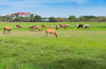 Cows grazing on farm with green field in good weather day