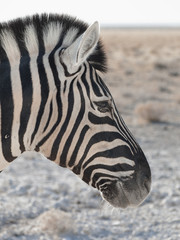 Fototapeta na wymiar Zebra in the Etosha National Park, Namibia