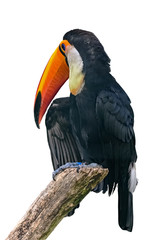 Channel-billed toucan. Isolated. Vertical