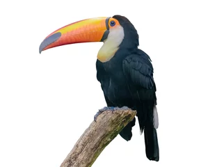 Dekokissen Channel-billed toucan. Isolated © Natalia
