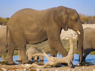 Fototapeta na wymiar Elephants in the Etosha National Park, Namibia
