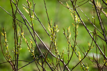 Spring branch close up