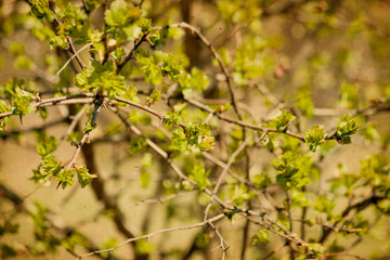 Spring branch close up