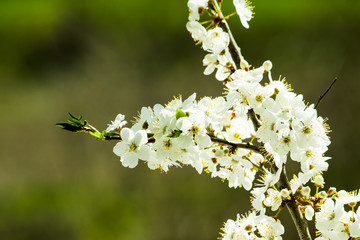 Spring blossom in nature