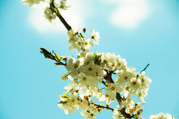 Spring blossom in nature
