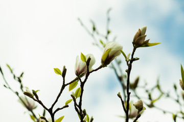 Pair pink magnolia flower