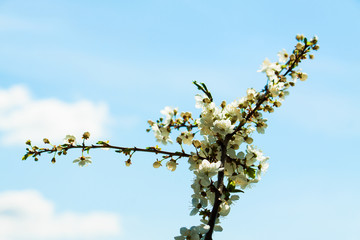 Spring blossom in nature