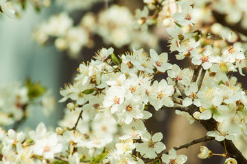 Spring blossom in nature