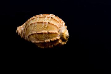Sea Shell Macro