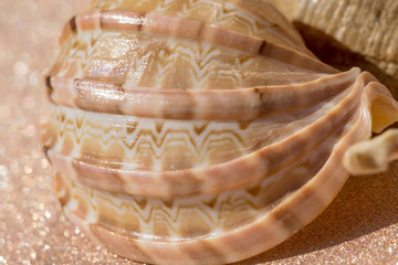 Sea Shell Macro