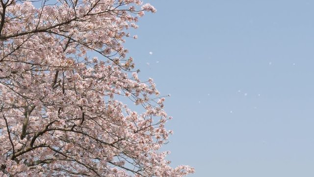 見上げる空、桜の木（奈良県吉野町）