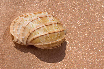 Sea Shell Macro