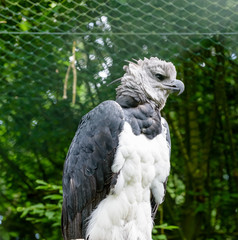 Harpia harpyja. Upper body of an adult in captivity