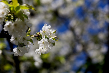 White isolated cherry blossoms over blue sky