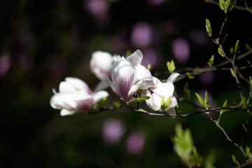 Pale pink magnolia blossom on a branch against blurry dark background
