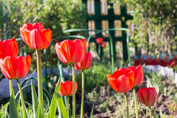 Fototapeta premium Spring Red Tulip Macro