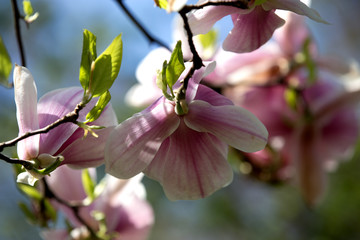 Pink magnolia blossoms over blue sky, bottom view