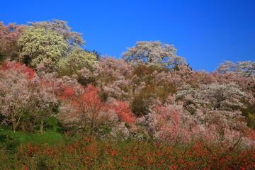 福島県　春の花見山