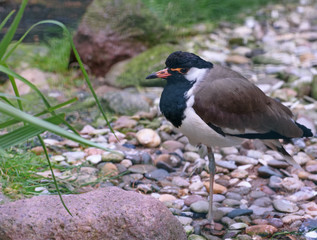 Red-wattled lapwing in the natural environment. Vanellus indicus
