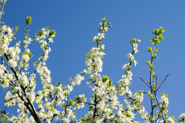 Spring White Blooming Trees