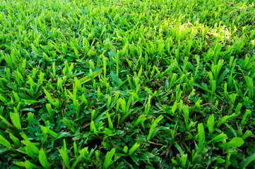 Fototapeta premium Green Malaysia grass. Photography on horizontal dimension and show texture from a field. It best for Background.