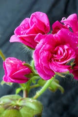 Geranium ampel with water drops