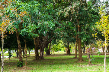 Fototapeta na wymiar Green garden and trees in public park in urban of Bangkok, Thailand.