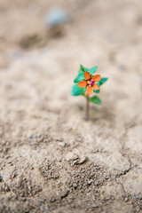 Fototapeta na wymiar Une fleur poussant sur un sol sec