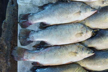 Stack of fresh snapper at fish market jetty. For seafood, food, kitchen, texture and background.