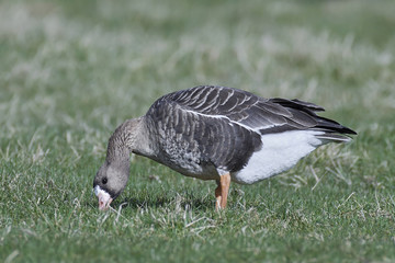 Greater white-fronted goose (Anser albifrons)