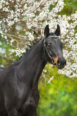 Black  horse portrait in spring blossom tree