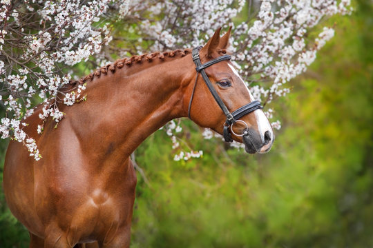 Fototapeta A beautiful red horse with a braided mane and in a bridle stands opposite a blossoming apricot tree