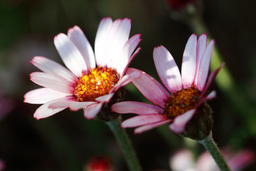 Obraz premium Small daisy flowers close up