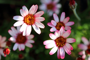 Obraz premium Small pink daisy flowers close up