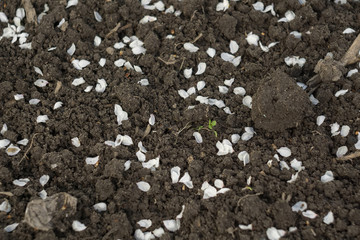 White Petals on Ground